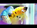 Top Rare Betta Fish Breeds: Explore The Best Of Betta Types