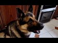 Impatient German Shepherd