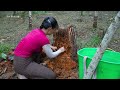 Harvesting Larvae and Pupae from tree trunks goes to the market sell - Daily life