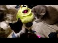 2024-06-08 Micro: New Momcat and Kittens Playtime