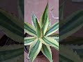 Agave in incognito😎 #shortsvideo #plants #piantegrasse #agave #agaveplant