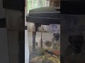 My Aqueon 2.5 gallon aquarium with 2 fish.