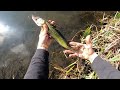 Catching live minnows for PRE-SPAWN Largemouth Bass, Chain pickerel, Big Blue gills…..
