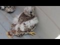 American Kestrel Nest Box Study - Full length documentary