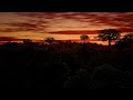 Tropical Rain Forest - Cinematic Short UE5