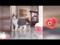Funniest CATs video😹-Funny animals video compilation 2024 Try Not To Laugh Dogs , Cats😺 part 66