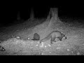 Late night fun with the Pine Marten kits!