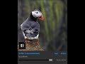 Puffin Freak (extended version)