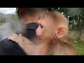 Baby monkey kebi pooped all over his diaper and asked for help from his dad!