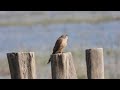 Vörös vércse/  Falco tinnunculus / common kestrel 2023 03 12