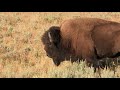 Incredible Yellowstone Bison Battle on the Road