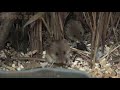 Philadelphia Zoo Eurasian Harvest Mice Being Cute