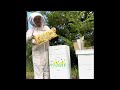 Prepare your hive for the Early Summer honey flow