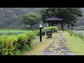 The soft sound of rain is comforting | Lack of sleep and stress | Rain sound white noise ASMR