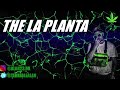 THE LA PLANTA ENGANCHADOS ❌ 2024