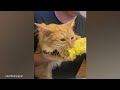 Why are Orange Cats So Weird 😹 Best of Funny Cat Videos