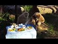 Cute Gibbons Playing & Climbing