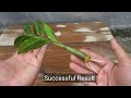 Grow Zz plant in water very easy method | Zz plant propagation