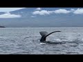 Whale Watching Excursion in Hawaii