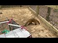 A WILD morning wakeup call - coatimundi in a garage! (In Florida 😳)