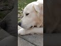 Dog chews on stick, sniffs and watches squirrels