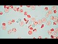 Battlefield Blood - White Blood Cells fighting Yeast Infection