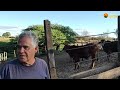 ELE É O MAIOR COMERCIANTE DE OVELHAS DORPER E CAPRINOS BOER DO INTERIOR DA BAHIA