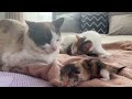 Dad Cat Meets His Baby Kittens for the First Time!