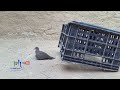 How to catch pigeons and birds easily 😎😄👌