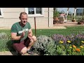How to grow Thyme in pots or in the ground!