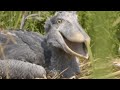 👹CREEPY Prehistoric Monster Bird (yes, it's real!)👹