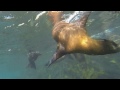 seal dive from kayak