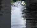 🐊 Alligators swarm swamp in Georgia state park