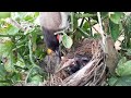 Angry Mother PUSHES OUT all CUCKOO Eggs Before HATCH | bulbul eggs in nest Fullvideo 6
