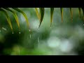 10 Hours Relaxing Sleep Music / Rain Sounds Relaxing Music / Peaceful Piano Music / Insomnia