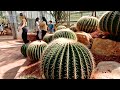 Glasshouse Complex at Queen Sirikit Botanic Garden Chiang Mai | REAL THAI FOOTAGE 4K
