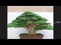 KOLEKSI BONSAI SANCANG TERBAIK UNTUK INSPIRASI JUARA