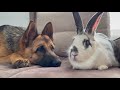 German Shepherd Confused by a Meeting with a Giant Rabbit