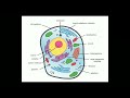 Human cell in Hindi || The fundamental unit of Life || Organelles | Structure | Functions