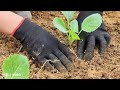 How to - Gardening process - Growing vegetables - Results after 10 days - Living with Nature