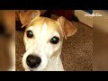 The Best of Jack Russell Terriers