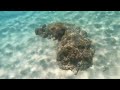 60-seconds of Venomous Jellyfish at Zamami Beach in Okinawa, Japan!!