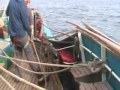 Fishing Vessel hits large Sailing Vessel in Good Visibility  20/8/2010