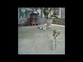 🤣😘 Funniest Cats and Dogs 😹🐕 Funny Animal Videos 2024 # 20