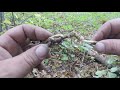 GINSENG HUNTING 101.