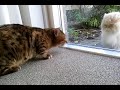 Bengal cat vs. Persian cat (behind the glass)