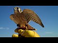 THE AMERICAN KESTREL Trailer