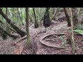 The Waitawheta Tramway: NZ's MOST Scenic Hike (Part 2), #nature #forestsounds #asmr