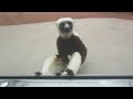 San Francisco Zoo - Meeting Sifaka Lemurs :)