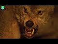 30 Incredible Moments of Wild Boar Battles Captured on Camera | Animal World
